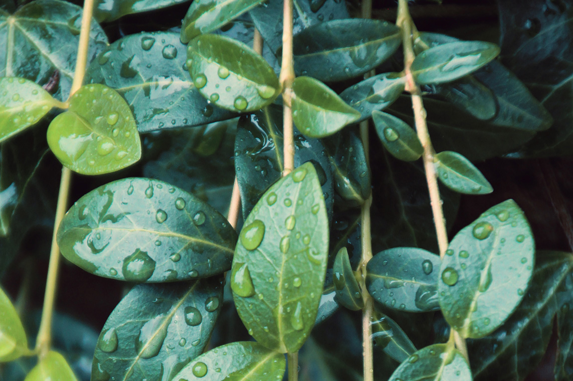 water droplets on leaves